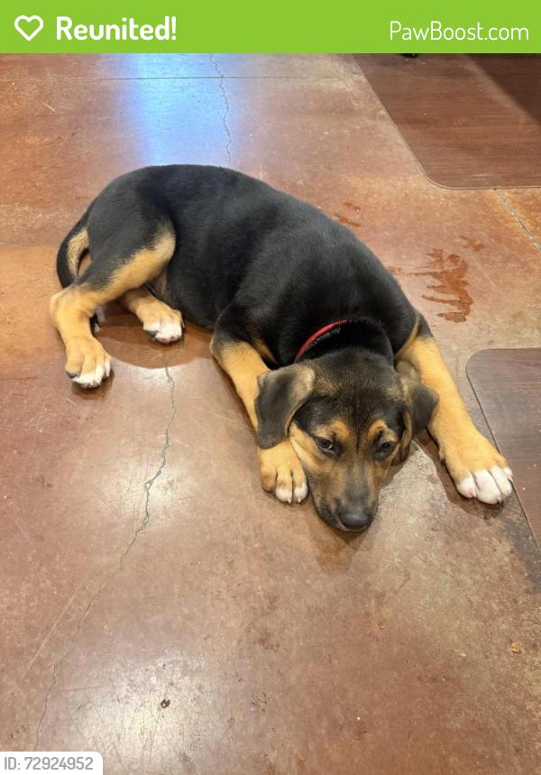 Reunited Male Dog last seen Near parkway Sevierville Tn 37862, Sevierville, TN 37862