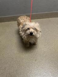 Shelter Stray Female Dog last seen Near BLOCK GULF SHORES DR, LAS VEGAS NV 89122, Las Vegas, NV 89101