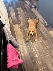 Reunited Male Dog last seen Near Green Meadows Dr, Kings Mountain, NC 28086, USA, Kings Mountain, NC 28086