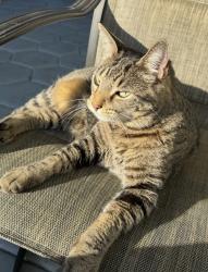 Reunited Male Cat last seen We live by Claude Pepper Elementary and we believe he went out in the patio and got lost there , Miami, FL 33186