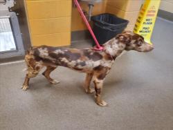 Shelter Stray Male Dog last seen Near BLOCK S GROVE ST, WICHITA KS 67211, Wichita, KS 67219