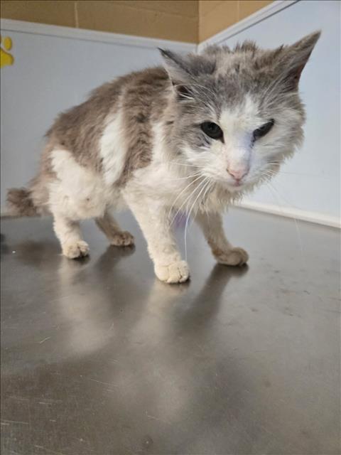 Shelter Stray Male Cat last seen Near BLOCK S VOLUTSIA AVE, WICHITA KS 67211, Wichita, KS 67219