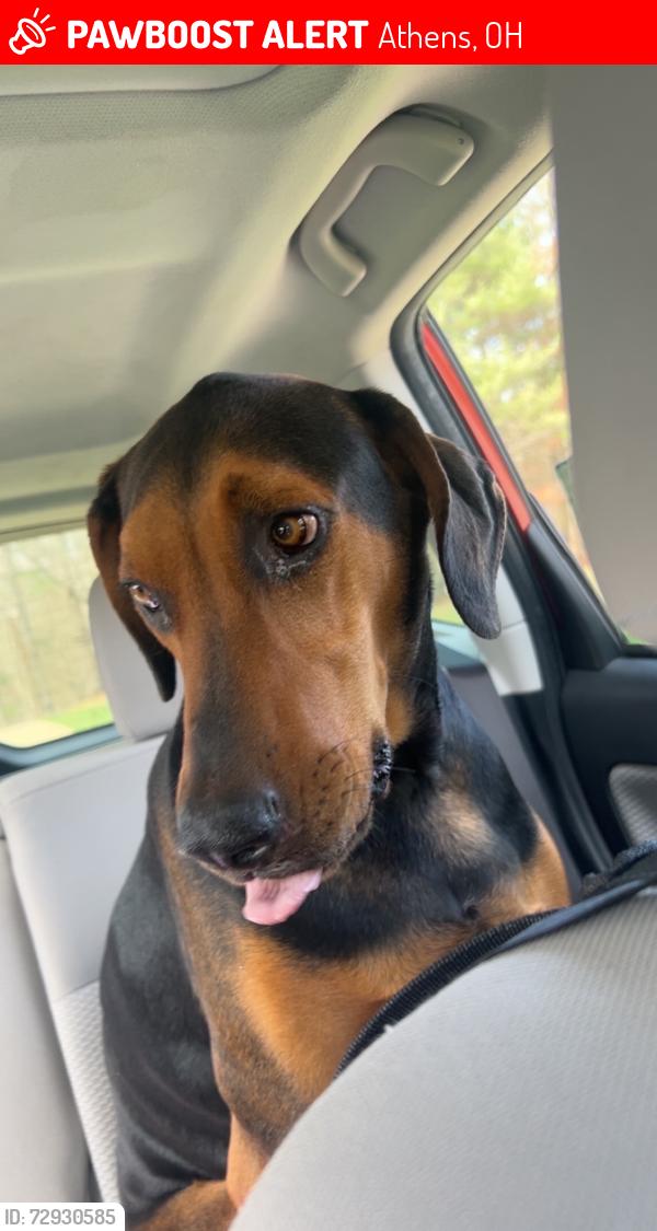 Lost Male Dog last seen Lavelle Rd, Athens, OH 45701
