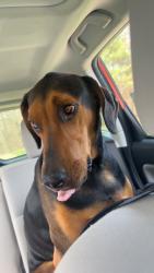 Lost Male Dog last seen Lavelle Rd, Athens, OH 45701