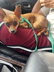 Reunited Female Dog last seen Near 98th st nw, Albuquerque, NM 87121