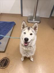 Shelter Stray Female Dog last seen B ST, Hayward, CA 94544