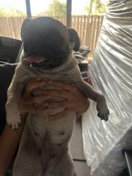 Found/Stray Female Dog last seen Near monterey rd, Riverside, CA 92506