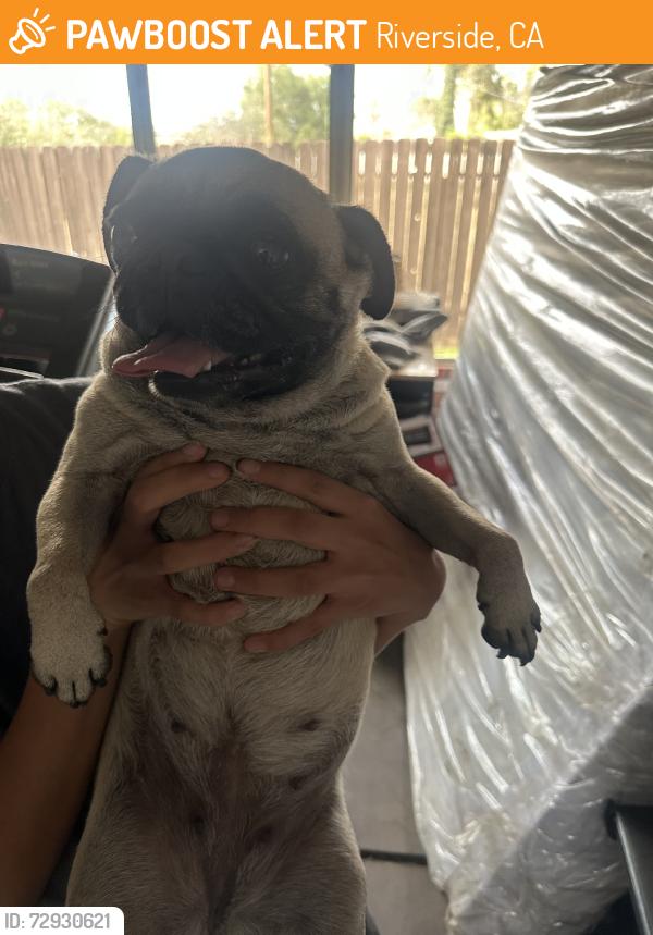 Found/Stray Female Dog last seen Near monterey rd, Riverside, CA 92506