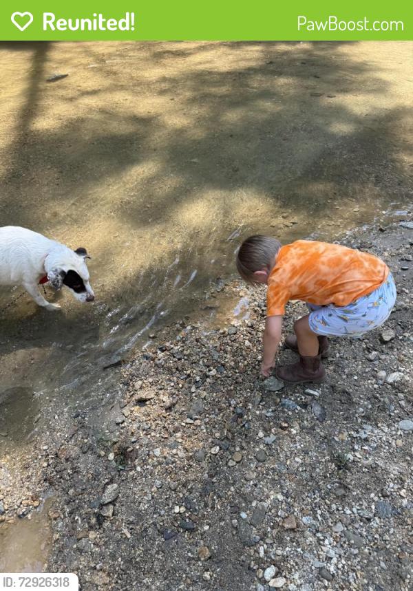 Reunited Female Dog last seen Dana rd/ Big hungry rd/ Howard gap rd/ Dudley dr, Flat Rock, NC 28731