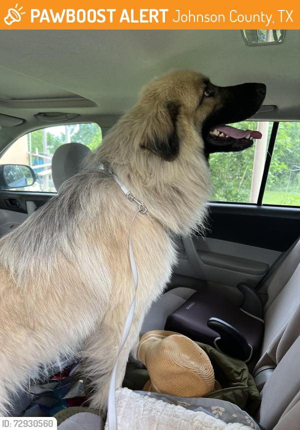 Found/Stray Male Dog last seen FM 2135 and Co Rd 429, Johnson County, TX 76031
