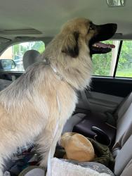 Found/Stray Male Dog last seen FM 2135 and Co Rd 429, Johnson County, TX 76031