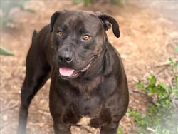 Shelter Stray Female Dog last seen , San Pedro, CA 90731