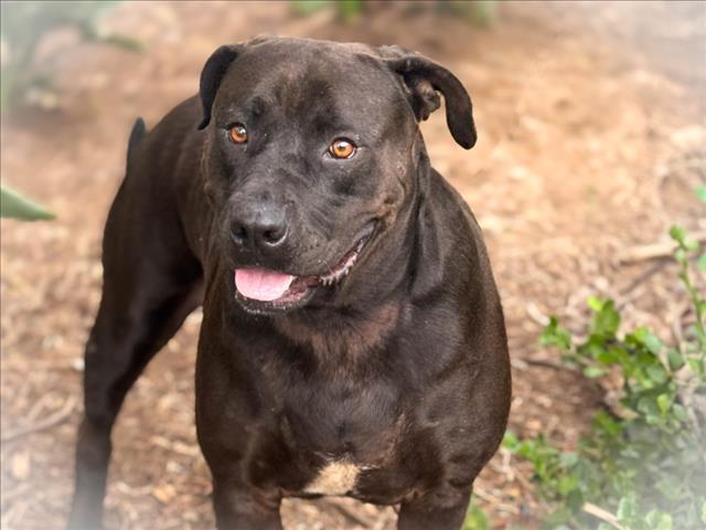 Shelter Stray Female Dog last seen , San Pedro, CA 90731