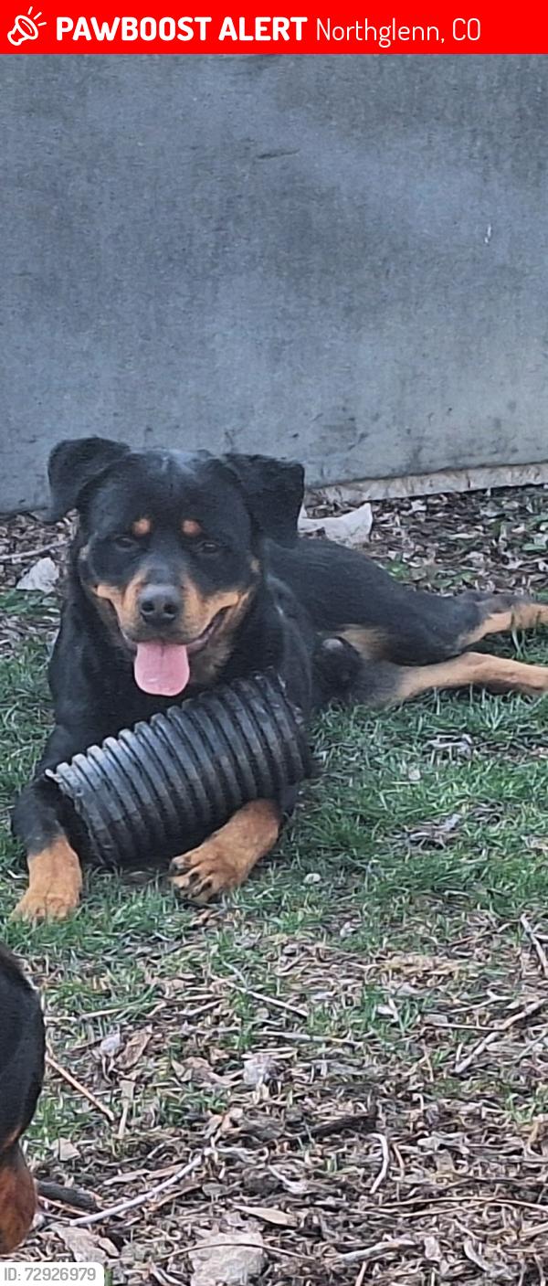 Lost Male Dog last seen Washington and 112th , Northglenn, CO 80233