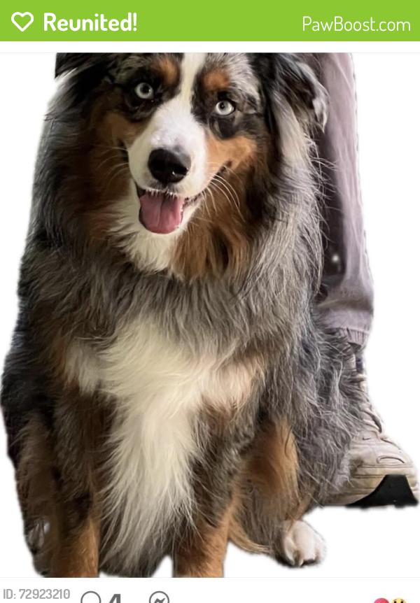 Reunited Female Dog last seen FM 49 and Fm 1002 Rhonsboro TX, Upshur County, TX 75755