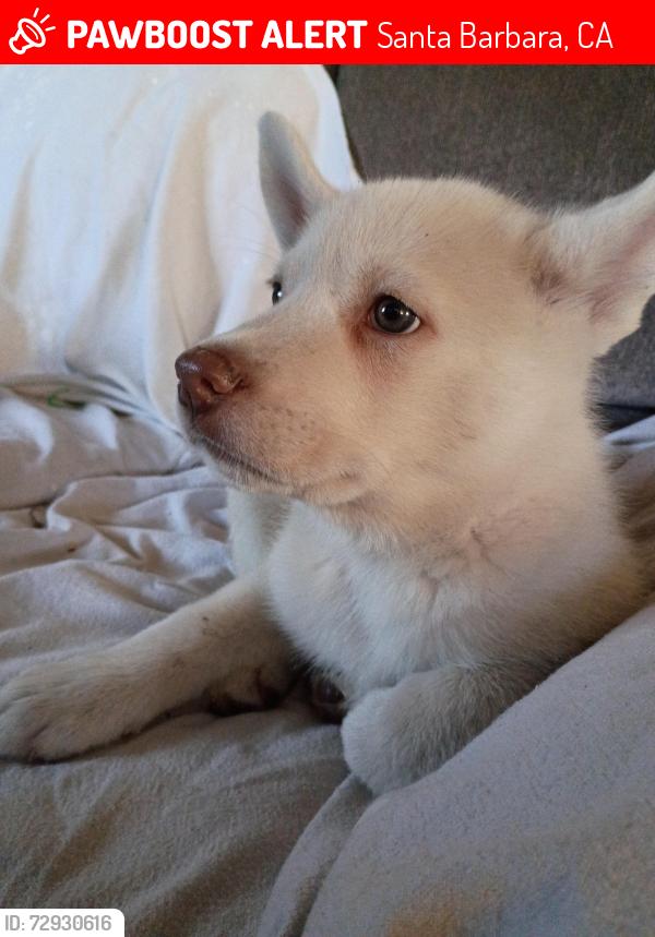 Lost Male Dog last seen Punta gorda, lou dillon, Indio muerto, Santa Barbara, CA 93103