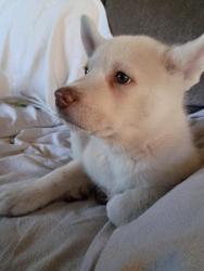 Lost Male Dog last seen Punta gorda, lou dillon, Indio muerto, Santa Barbara, CA 93103