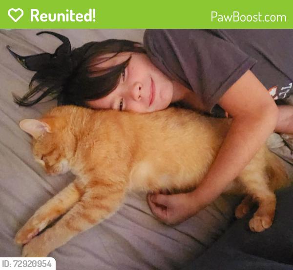 Reunited Male Cat last seen Saltzer valley rd between alvord and trailer park, Centralia, WA 98531
