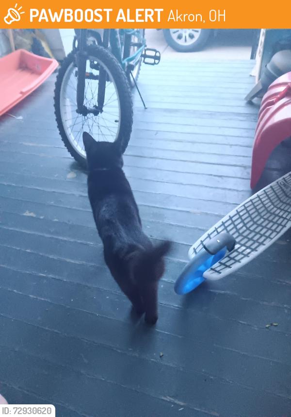 Found/Stray Male Cat last seen Newton St & Malacca St, Akron, OH 44305