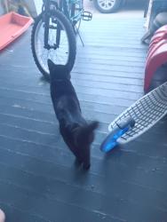 Found/Stray Male Cat last seen Newton St & Malacca St, Akron, OH 44305