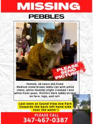 Reunited Female Cat last seen Bronx river park, The Bronx, NY 10473