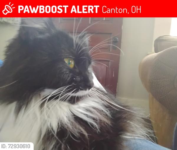 Lost Female Cat last seen Near struble ave ne Canton ohio , Canton, OH 44705