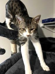 Lost Male Cat last seen Carr Ridge Neighborhood , Biloxi, MS 39532