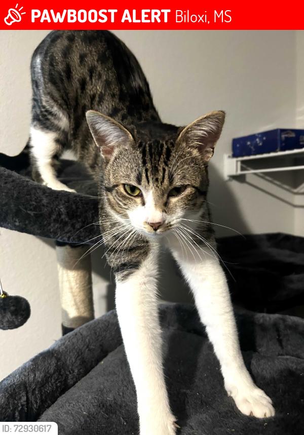 Lost Male Cat last seen Carr Ridge Neighborhood , Biloxi, MS 39532