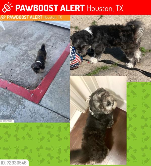 Lost Female Dog last seen Houston Tx 77020 Lathrop, Houston, TX 77020