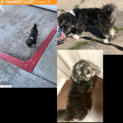 Lost Female Dog last seen Houston Tx 77020 Lathrop, Houston, TX 77020