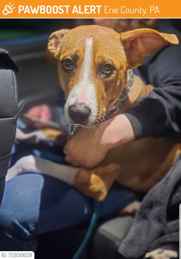Found/Stray Female Dog last seen Old State Rd, Erie County, PA 16412