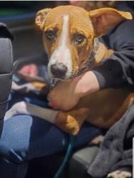 Found/Stray Female Dog last seen Old State Rd, Erie County, PA 16412