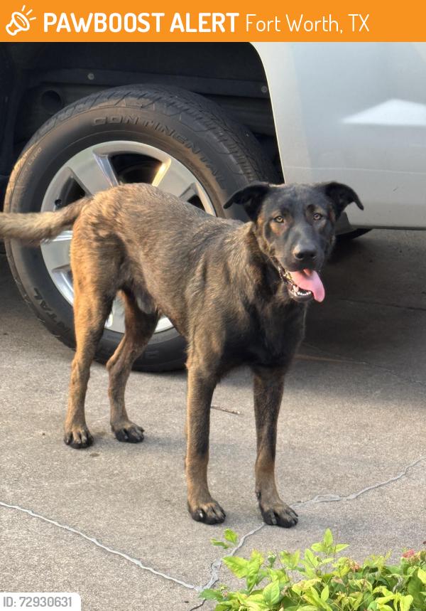 Found/Stray Male Dog last seen Cheryl Lane and Gary, Fort Worth, TX 76117