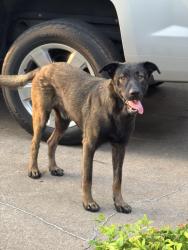 Found/Stray Male Dog last seen Cheryl Lane and Gary, Fort Worth, TX 76117