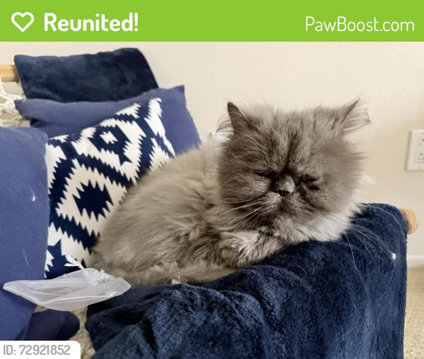 Reunited Unknown Cat last seen Fashion Island, Newport Beach, CA 92660
