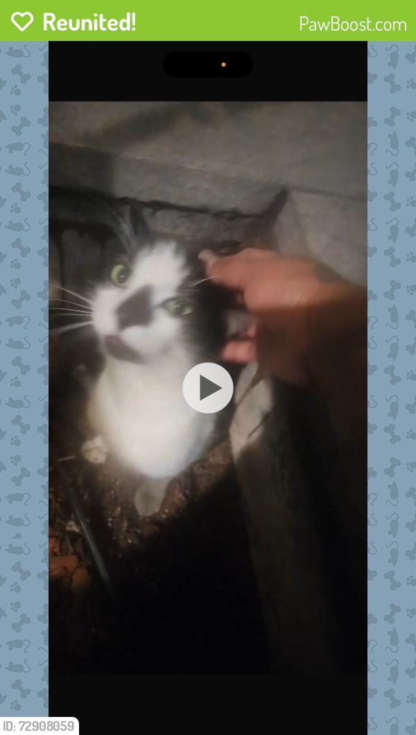 Reunited Male Cat last seen Bank , San Francisco, CA 94104
