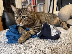 Lost Male Cat last seen Hamilton ave, Princeton, NJ 08540