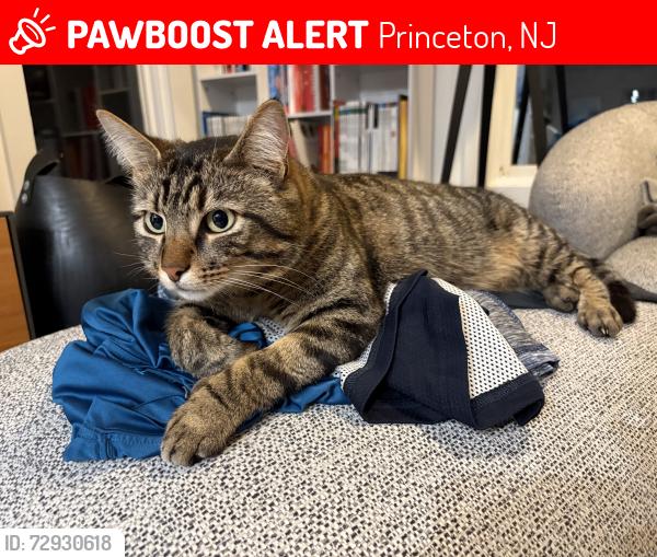 Lost Male Cat last seen Hamilton ave, Princeton, NJ 08540