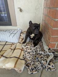 Found/Stray Female Dog last seen Marshall and dumbarton, San Bernardino County, CA 92346