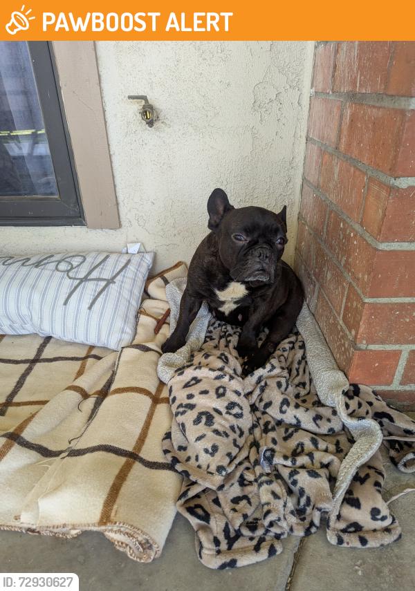 Found/Stray Female Dog last seen Marshall and dumbarton, San Bernardino County, CA 92346