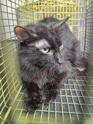 Shelter Stray Male Cat last seen Near BLOCK BABCOCK RD, San Antonio, TX 78227
