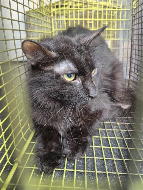 Shelter Stray Male Cat last seen Near BLOCK BABCOCK RD, San Antonio, TX 78227
