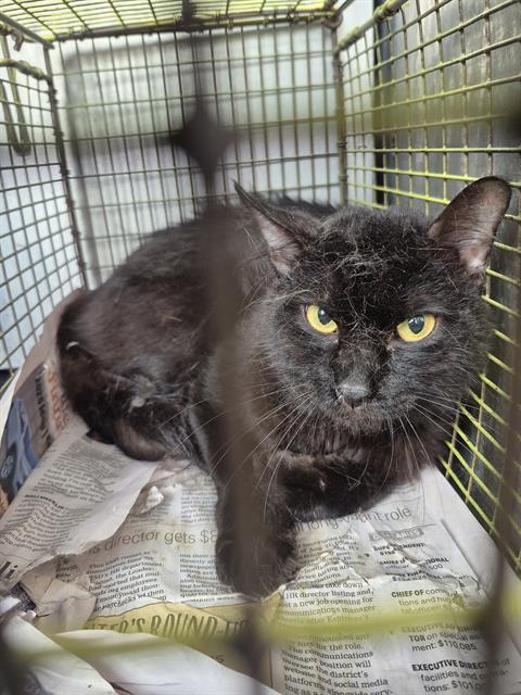 Shelter Stray Male Cat last seen Near BLOCK BABCOCK RD, San Antonio, TX 78227
