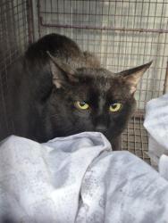 Shelter Stray Male Cat last seen Near BLOCK BABCOCK RD, San Antonio, TX 78227