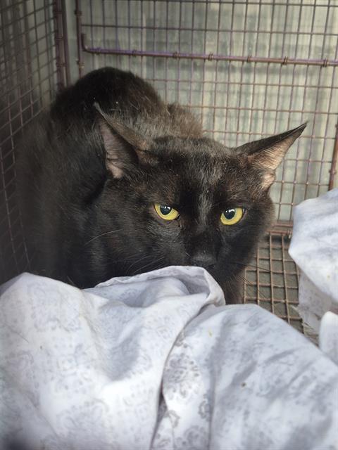 Shelter Stray Male Cat last seen Near BLOCK BABCOCK RD, San Antonio, TX 78227