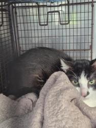 Shelter Stray Male Cat last seen Near BLOCK BABCOCK RD, San Antonio, TX 78227
