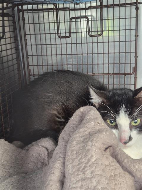 Shelter Stray Male Cat last seen Near BLOCK BABCOCK RD, San Antonio, TX 78227