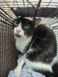 Shelter Stray Male Cat last seen Near BLOCK BABCOCK RD, San Antonio, TX 78227