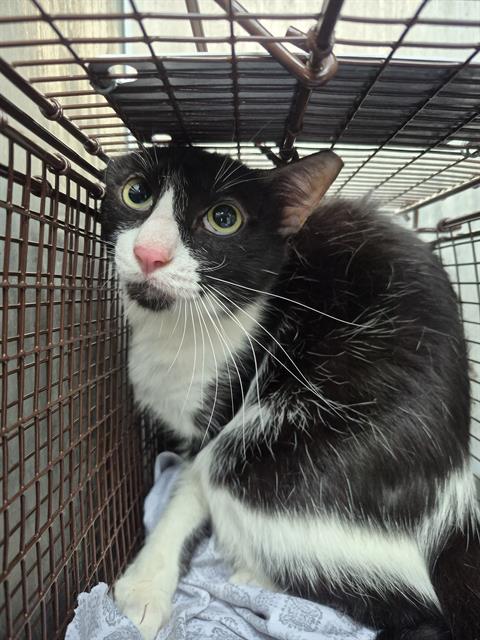 Shelter Stray Male Cat last seen Near BLOCK BABCOCK RD, San Antonio, TX 78227