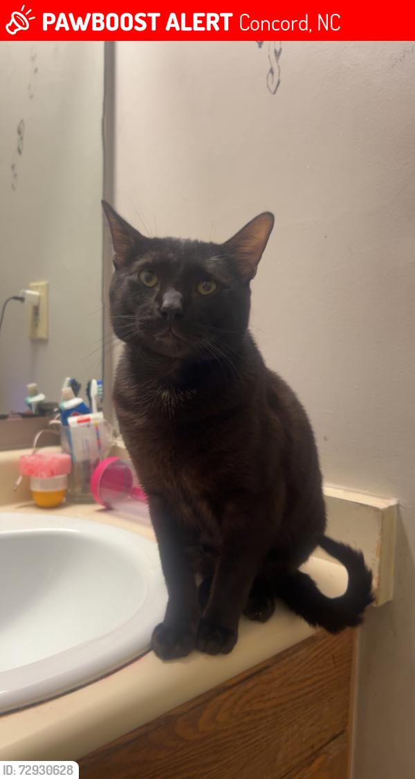 Lost Male Cat last seen Near Samuel Adams cir sw , Concord, NC 28027